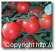 Tomatoes-Tamatar
